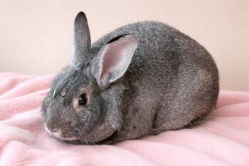Bunny Rabbit and Lionhead Rabbits Available for Adoption - Ezra | PetCurious