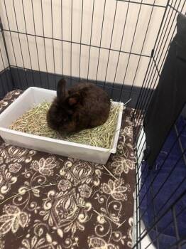 Tater -  Lionhead Rabbit for Adoption in Stratham, New Hampshire - Tater | PetCurious