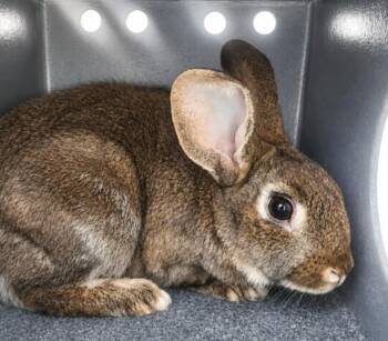 BUGS BUNNY -  American and Rex Rabbit for Adoption in Houston, Texas - BUGS BUNNY | PetCurious