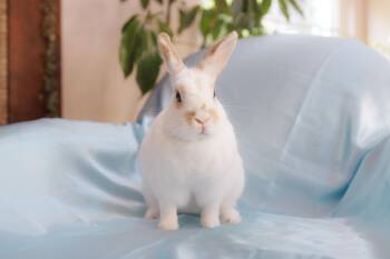 Snapdragon -  English Spot Rabbit for Adoption - Snapdragon | PetCurious