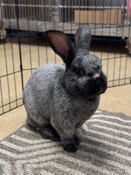 Rescue Chinchilla Rabbits for Adoption in Philadelphia, Pennsylvania - Thumper | PetCurious