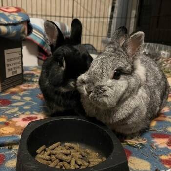 Thelma & Louise -  Netherland Dwarf Rabbit for Adoption in Taylorsville, Utah - Thelma & Louise | PetCurious