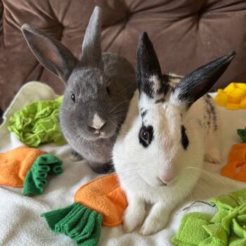 Rescue Satin and English Spot Rabbits for Adoption in Rock Hall, Maryland - Lucas And Lorenzo | PetCurious