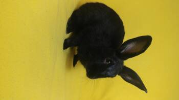 Rescue Havana Rabbits for Adoption in Lake Elsinore, California - Cole | PetCurious