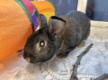 Georgie -  Bunny Rabbit Rabbit for Adoption in Westford, Massachusetts - Georgie | PetCurious
