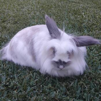 PomPom -  Lionhead Rabbit for Adoption in Pasadena, California - PomPom | PetCurious