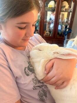 New Zealand Rabbits Available for Adoption - Beautiful Gus | PetCurious