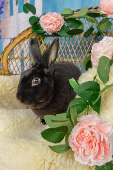Humphrey -  Mini Rex Rabbit for Adoption in Westbrook, Maine - Humphrey | PetCurious
