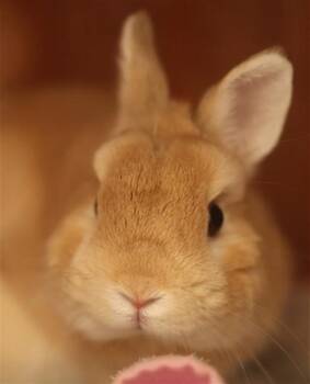 DRO -  Bunny Rabbit Rabbit for Adoption in Ocala, Florida - DRO | PetCurious