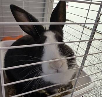 Rescue Rex Rabbits for Adoption in Rhinelander, Wisconsin - Finley | PetCurious