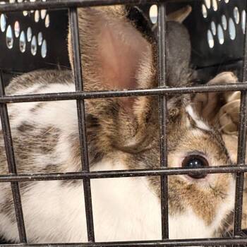 American Rabbits Available for Adoption in Newark, New Jersey - Coco | PetCurious