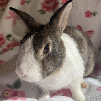 Cork -  Dutch Rabbit Available for Adoption in Saint Charles, Missouri - Cork | PetCurious