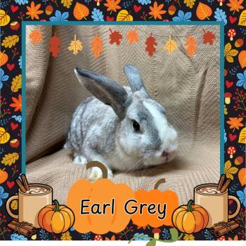 Rescue Bunny Rabbit Rabbits for Adoption in Elizabethtown, Kentucky - Earl Grey | PetCurious