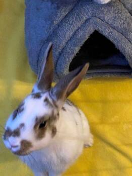 English Spot Rabbits Available for Adoption - Timothy | PetCurious