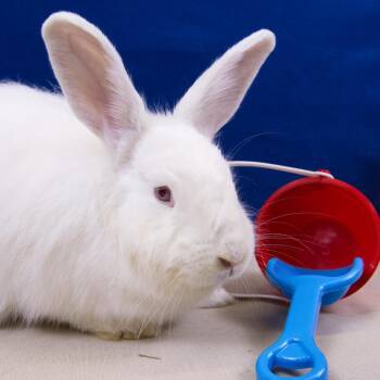 Rutabaga -  Angora Rabbit Rabbit for Adoption in Wilmington, Delaware - Rutabaga | PetCurious