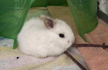 Bunny Rabbit Rabbits Available for Adoption in Palo Alto, California - REGINALD | PetCurious