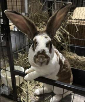 Rex Rabbits Available for Adoption in Kalamazoo, Michigan - Bourbon | PetCurious