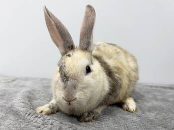 Dots -  Bunny Rabbit Rabbit for Adoption in Westford, Massachusetts - Dots | PetCurious