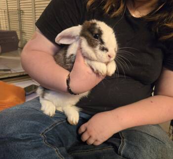 Rescue English Spot and Lop Eared Rabbits for Adoption in Melbourne, Florida - The Soda Buns | PetCurious