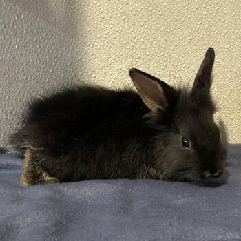 IVHS-Stray-138232 -  Lionhead Rabbit for Adoption in San Gabriel, California - IVHS-Stray-138232 | PetCurious