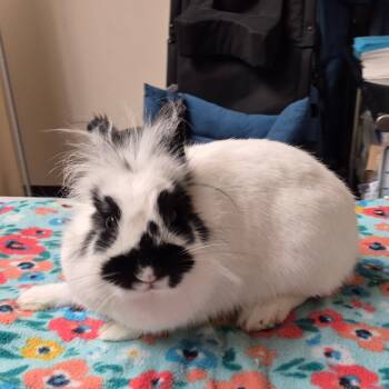 Rescue Lionhead Rabbits for Adoption in Gansevoort, New York - Oreo2 | PetCurious