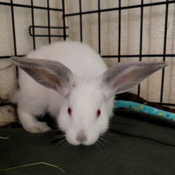 Phoenix -  Himalayan Rabbit for Adoption in Kennesaw, Georgia - Phoenix | PetCurious