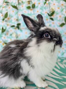 Lionhead Rabbits Available for Adoption in Long Beach, California - Peppercorn | PetCurious