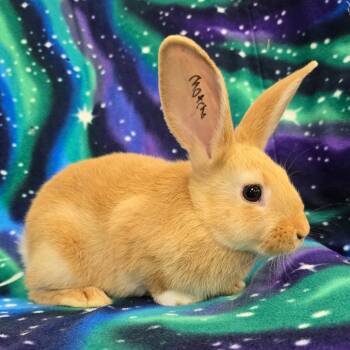 Matcha -  American and Palomino Rabbit for Adoption in Evansville, Indiana - Matcha | PetCurious
