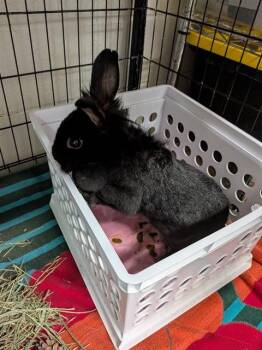 BELLA DONNA -  Bunny Rabbit Rabbit Available for Adoption in St. Peters, Missouri - BELLA DONNA | PetCurious