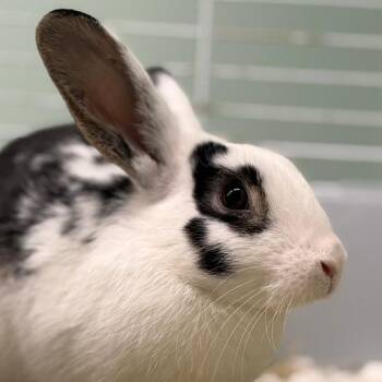 Basil -  American Rabbit for Adoption in Pittsford, Vermont - Basil | PetCurious
