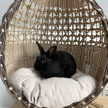 Dwarf Rabbits Available for Adoption - Scout | PetCurious