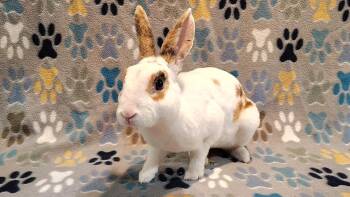 Rusty -  Mini Rex Rabbit for Adoption in Dallas, Pennsylvania - Rusty | PetCurious