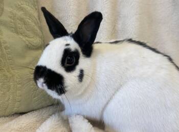 Dwarf and Bunny Rabbit Rabbits Available for Adoption in Westford, Massachusetts - Tux | PetCurious