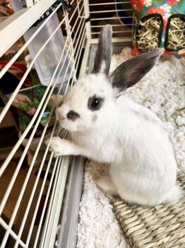 4 Eyes -  American Rabbit for Adoption in Myerstown, Pennsylvania - 4 Eyes | PetCurious