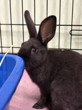 Hopper -  American Rabbit for Adoption in Oakland, California - Hopper | PetCurious