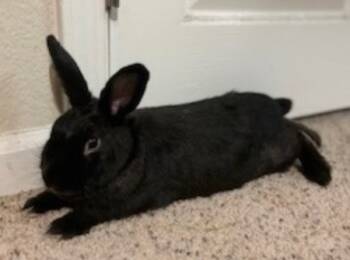 Rescue Havana Rabbits for Adoption in Santa Cruz, California - Bridget | PetCurious