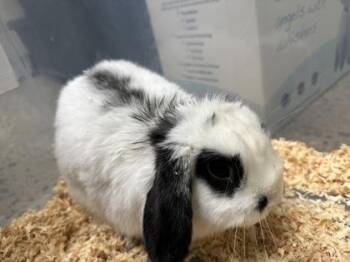 Binky -  Holland Lop Rabbit for Adoption in Sacramento, California - Binky | PetCurious