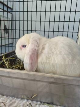 Eeyore -  Holland Lop Rabbit for Adoption in Cincinnati, Ohio - Eeyore | PetCurious