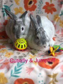 Cutiefly & Jumpluff -  Satin Rabbit Available for Adoption in San Antonio, Texas - Cutiefly & Jumpluff | PetCurious