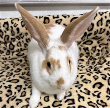 GRETA -  Bunny Rabbit Rabbit for Adoption in Camarillo, California - GRETA | PetCurious