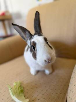 New Zealand Rabbits Available for Adoption in Saint Charles, Missouri - Magic Mike  | PetCurious