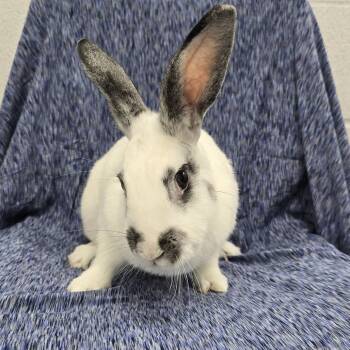 Rescue American and English Spot Rabbits for Adoption in Evansville, Indiana - Bonnie | PetCurious