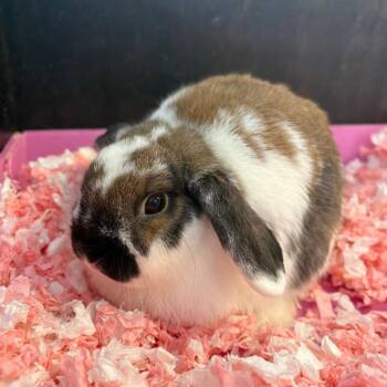 Roulette -  English Lop Rabbit for Adoption in Newberg, Oregon - Roulette | PetCurious