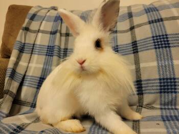 Rescue Lionhead Rabbits for Adoption in Ankeny, Iowa - Mezcal | PetCurious