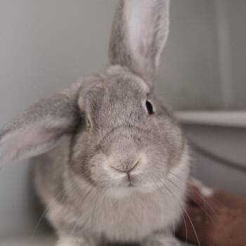 Egan -  Chinchilla Rabbit for Adoption in Kennesaw, Georgia - Egan | PetCurious