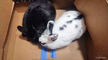 Rescue Bunny Rabbit Rabbits for Adoption in Paradis, Louisiana - Peppermint Patty & Schroeder | PetCurious