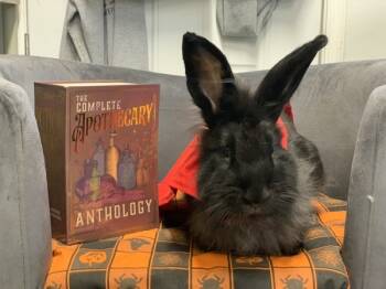 Rescue Angora Rabbit Rabbits for Adoption in Oakland, New Jersey - Marilyn | PetCurious