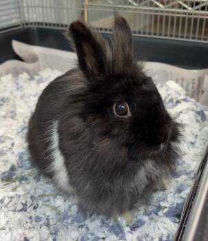 Mini Rex Rabbits Available for Adoption in Fall River, Massachusetts - Madeleine | PetCurious