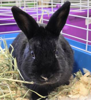 Dwarf Rabbits Available for Adoption - #63 Espresso | PetCurious