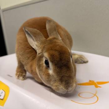 American Rabbits Available for Adoption in Tampa, Florida - Pinky | PetCurious